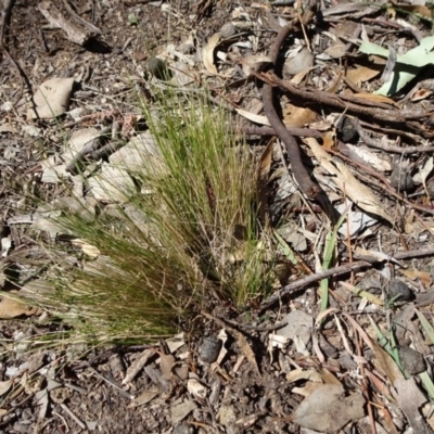 Nassella trichotoma (Serrated Tussock) at Stony Creek Nature Reserve - 11 Sep 2019 by JanetRussell