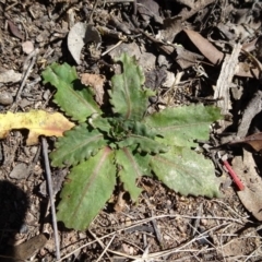 Solenogyne dominii (Smooth Solenogyne) at Carwoola, NSW - 11 Sep 2019 by JanetRussell