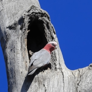 Eolophus roseicapilla at Bruce, ACT - 11 Sep 2019