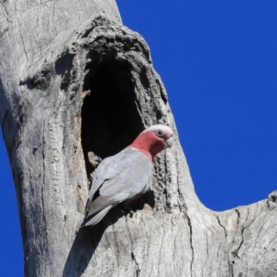 Eolophus roseicapilla (Galah) at Bruce Ridge to Gossan Hill - 11 Sep 2019 by AlisonMilton