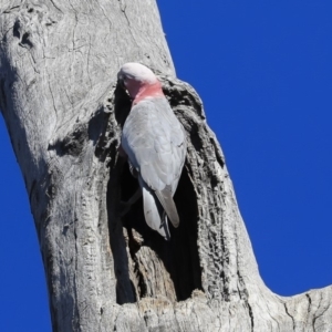 Eolophus roseicapilla at Bruce, ACT - 11 Sep 2019