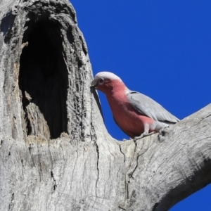 Eolophus roseicapilla at Bruce, ACT - 11 Sep 2019