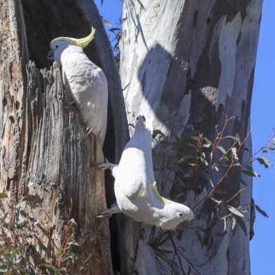 Cacatua galerita (Sulphur-crested Cockatoo) at Bruce Ridge to Gossan Hill - 11 Sep 2019 by AlisonMilton