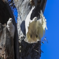 Cacatua galerita at Bruce, ACT - 11 Sep 2019 10:37 AM