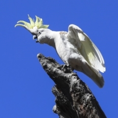 Cacatua galerita at Bruce, ACT - 11 Sep 2019 10:37 AM