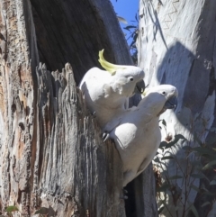 Cacatua galerita at Bruce, ACT - 11 Sep 2019 10:37 AM