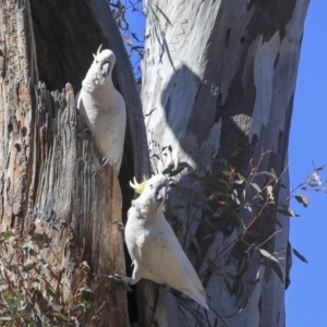 Cacatua galerita at Bruce, ACT - 11 Sep 2019 10:37 AM