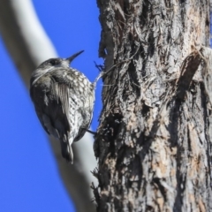 Cormobates leucophaea (White-throated Treecreeper) at Bruce Ridge to Gossan Hill - 11 Sep 2019 by AlisonMilton