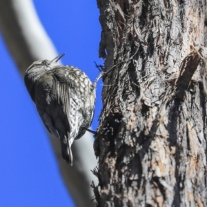 Cormobates leucophaea at Bruce, ACT - 11 Sep 2019