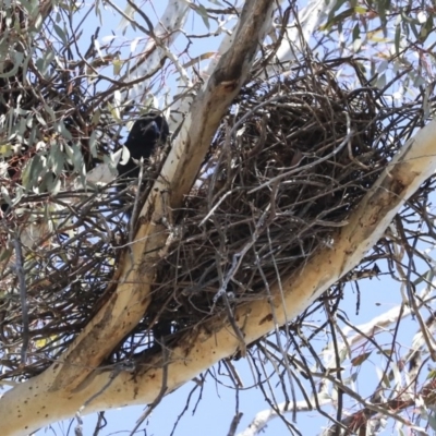 Corvus coronoides (Australian Raven) at Bruce Ridge to Gossan Hill - 11 Sep 2019 by AlisonMilton