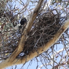 Corvus coronoides (Australian Raven) at Bruce, ACT - 11 Sep 2019 by AlisonMilton