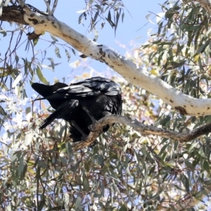 Corvus coronoides at Bruce, ACT - 11 Sep 2019