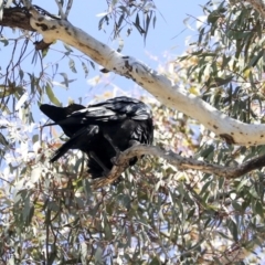 Corvus coronoides at Bruce, ACT - 11 Sep 2019