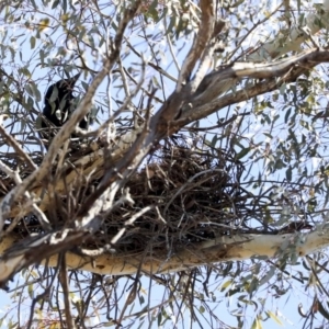 Corvus coronoides at Bruce, ACT - 11 Sep 2019