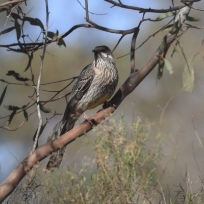 Anthochaera carunculata (Red Wattlebird) at Bruce, ACT - 11 Sep 2019 by Alison Milton