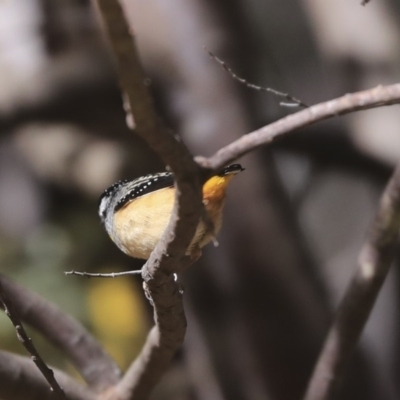 Pardalotus punctatus (Spotted Pardalote) at Bruce Ridge to Gossan Hill - 11 Sep 2019 by AlisonMilton