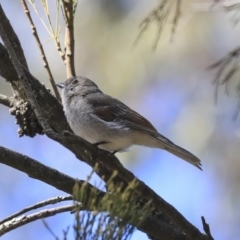 Pachycephala pectoralis (Golden Whistler) at Bruce Ridge to Gossan Hill - 11 Sep 2019 by AlisonMilton