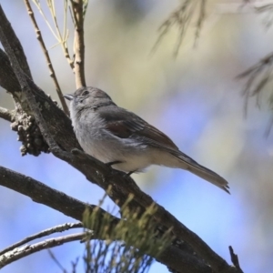 Pachycephala pectoralis at Bruce, ACT - 11 Sep 2019