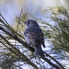 Pachycephala pectoralis at Bruce, ACT - 11 Sep 2019 12:03 PM