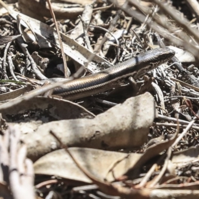 Morethia boulengeri (Boulenger's Skink) at Bruce, ACT - 11 Sep 2019 by AlisonMilton