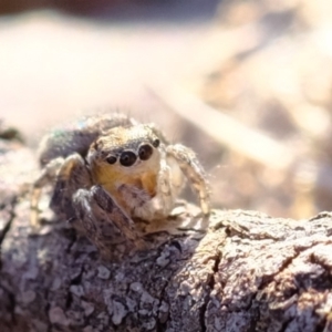 Maratus calcitrans at Dunlop, ACT - 11 Sep 2019