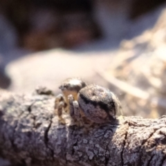 Maratus calcitrans at Dunlop, ACT - suppressed