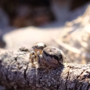 Maratus calcitrans at Dunlop, ACT - 11 Sep 2019