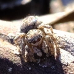 Maratus calcitrans at Dunlop, ACT - suppressed