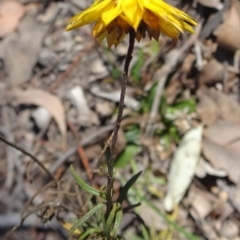 Xerochrysum viscosum (Sticky Everlasting) at Carwoola, NSW - 10 Sep 2019 by JanetRussell