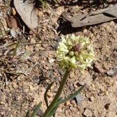 Stackhousia monogyna (Creamy Candles) at Stony Creek Nature Reserve - 11 Sep 2019 by JanetRussell