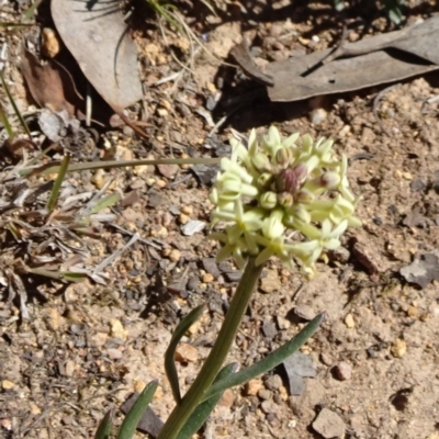 Stackhousia monogyna (Creamy Candles) at Stony Creek Nature Reserve - 11 Sep 2019 by JanetRussell