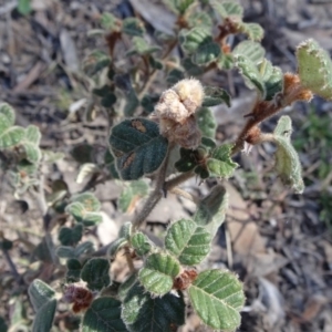 Pomaderris eriocephala at Carwoola, NSW - 11 Sep 2019 09:52 AM