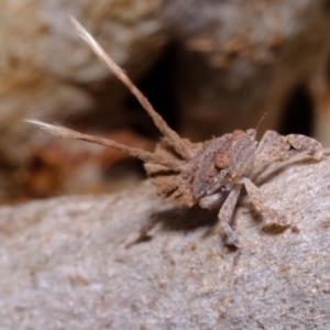 Platybrachys sp. (genus) at Florey, ACT - 11 Sep 2019 01:29 PM