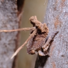 Platybrachys sp. (genus) at Florey, ACT - 11 Sep 2019 01:29 PM