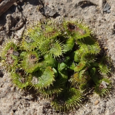 Drosera sp. (A Sundew) at Carwoola, NSW - 10 Sep 2019 by JanetRussell