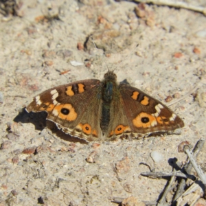 Junonia villida at Kambah, ACT - 8 Sep 2019 02:03 PM