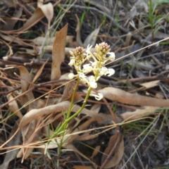 Stackhousia monogyna (Creamy Candles) at Kambah, ACT - 8 Sep 2019 by MatthewFrawley