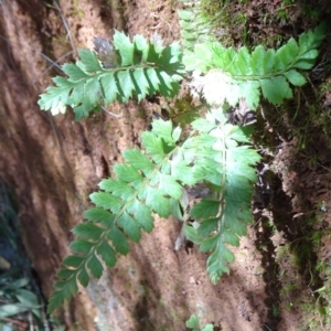 Polystichum proliferum at Cotter River, ACT - 28 Aug 2019