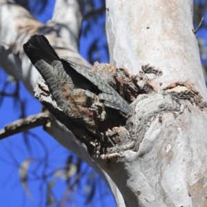 Callocephalon fimbriatum at Bruce, ACT - 11 Sep 2019