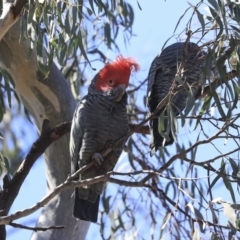 Callocephalon fimbriatum at Bruce, ACT - 11 Sep 2019