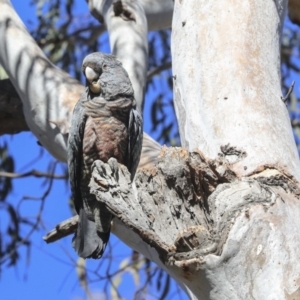 Callocephalon fimbriatum at Bruce, ACT - 11 Sep 2019