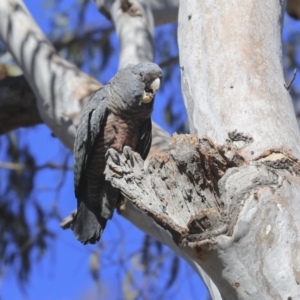 Callocephalon fimbriatum at Bruce, ACT - 11 Sep 2019