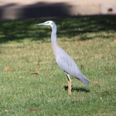 Egretta novaehollandiae (White-faced Heron) at QPRC LGA - 11 Sep 2019 by LisaH