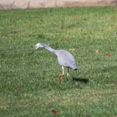 Egretta novaehollandiae at Braidwood, NSW - 11 Sep 2019