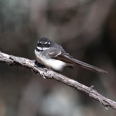 Rhipidura albiscapa (Grey Fantail) at Mount Ainslie - 8 Sep 2019 by jb2602
