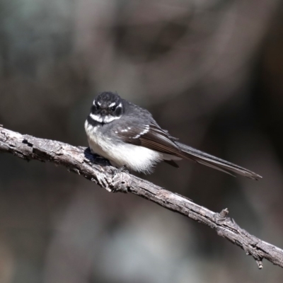 Rhipidura albiscapa (Grey Fantail) at Hackett, ACT - 9 Sep 2019 by jbromilow50