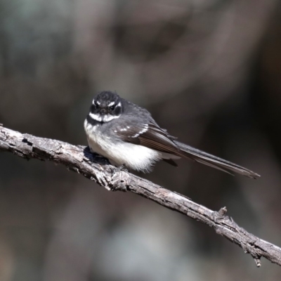 Rhipidura albiscapa (Grey Fantail) at Mount Ainslie - 8 Sep 2019 by jbromilow50