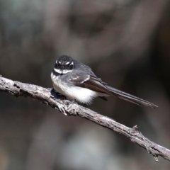 Rhipidura albiscapa (Grey Fantail) at Mount Ainslie - 8 Sep 2019 by jb2602