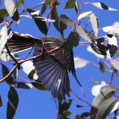 Rhipidura albiscapa at Hackett, ACT - 9 Sep 2019