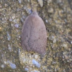 Garrha (genus) (A concealer moth) at QPRC LGA - 11 Sep 2019 by LisaH